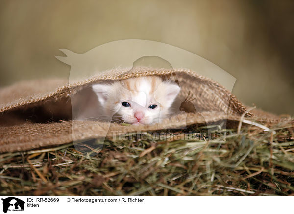 kitten / RR-52669