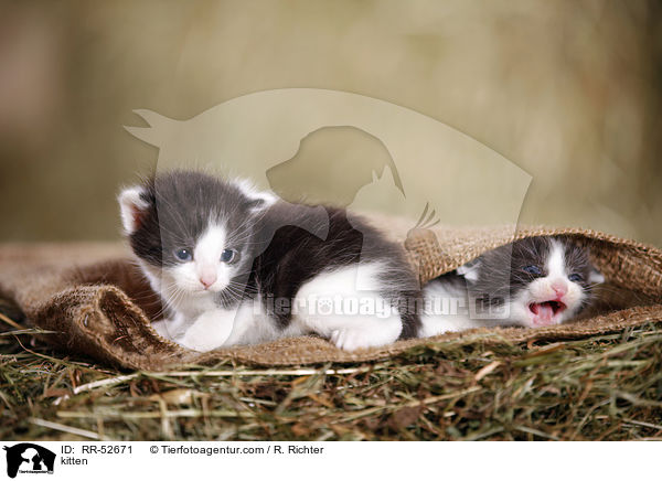 Hausktzchen / kitten / RR-52671