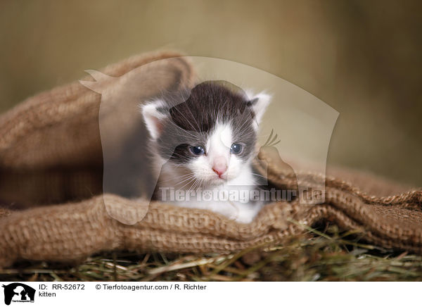 kitten / RR-52672