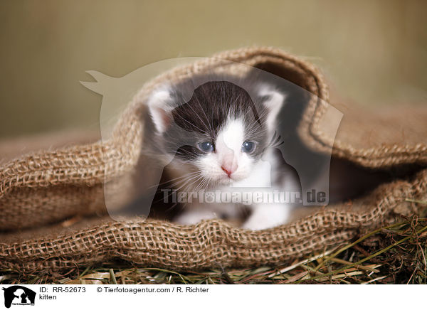 kitten / RR-52673