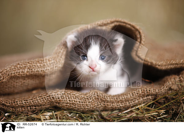 kitten / RR-52674