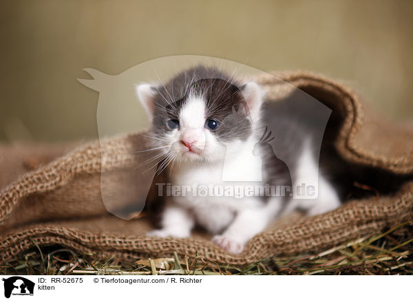 kitten / RR-52675