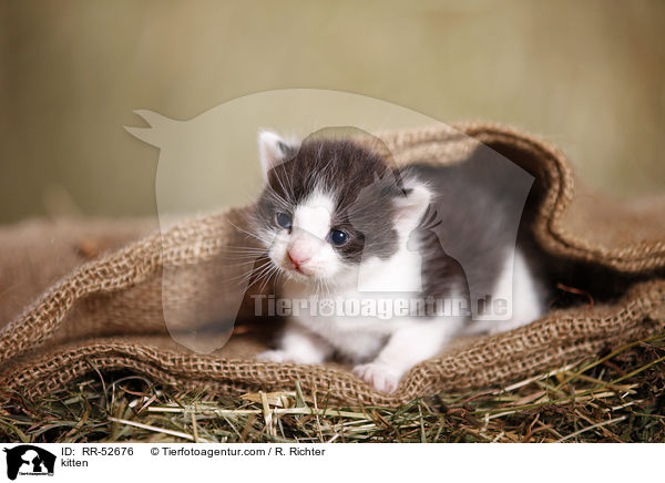 kitten / RR-52676