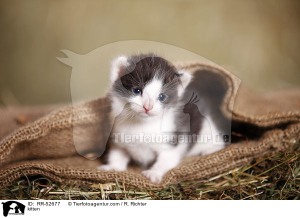 kitten / RR-52677