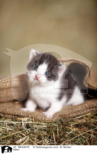 kitten / RR-52678