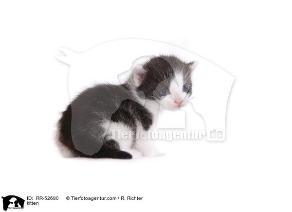 kitten / RR-52680