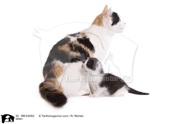 kitten / RR-52682