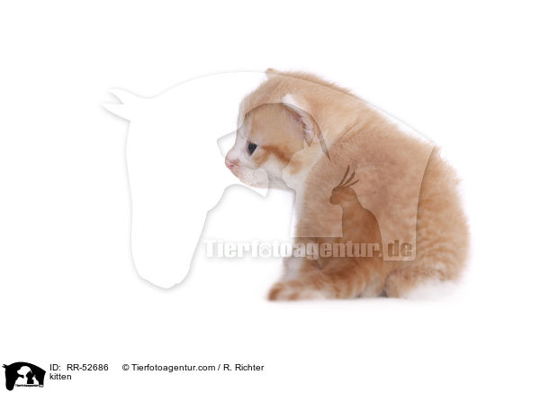 kitten / RR-52686