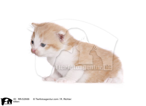 kitten / RR-52688
