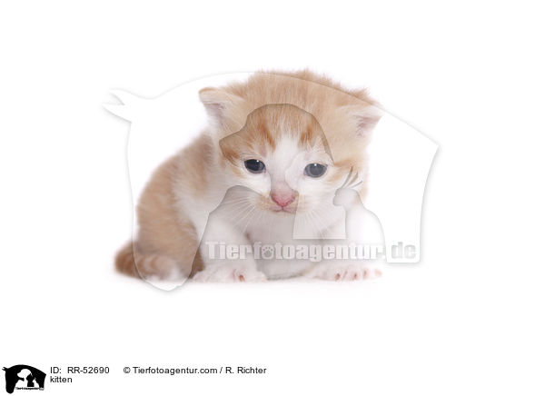 kitten / RR-52690