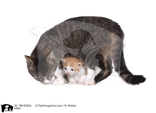 kitten / RR-52692