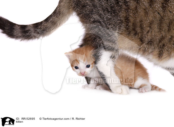 kitten / RR-52695