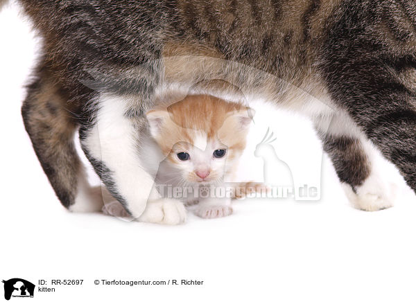 kitten / RR-52697