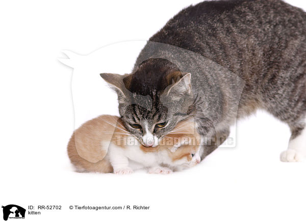 kitten / RR-52702