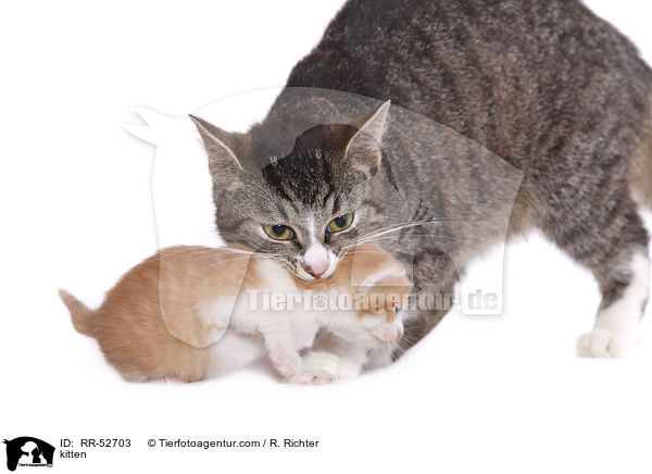 kitten / RR-52703