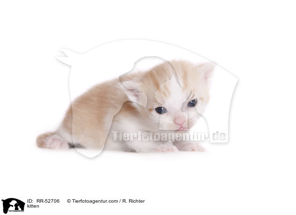 kitten / RR-52706