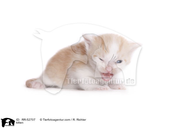 kitten / RR-52707