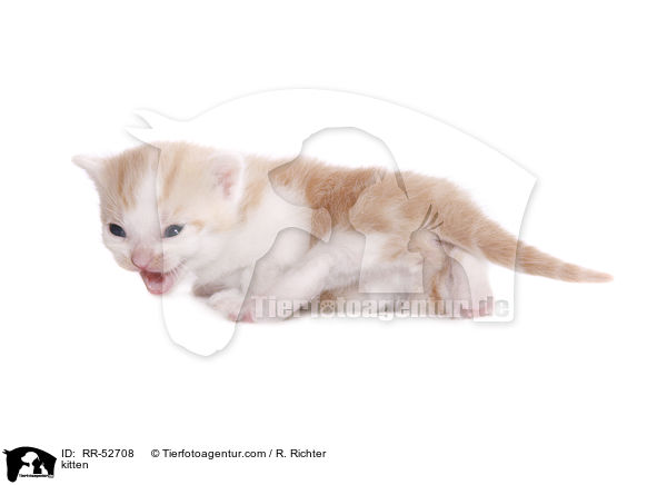 kitten / RR-52708
