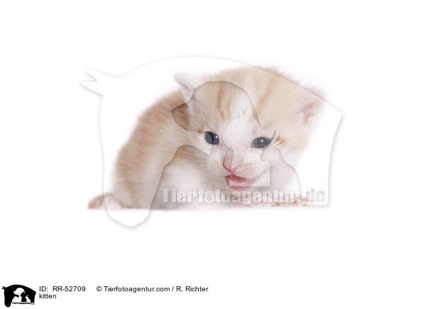 kitten / RR-52709