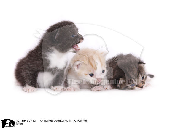 Hausktzchen / kitten / RR-52713