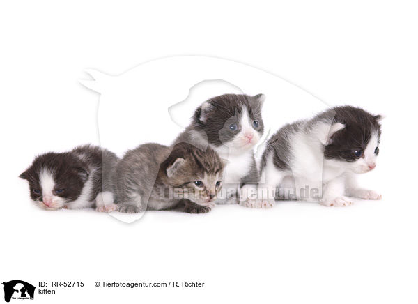Hausktzchen / kitten / RR-52715