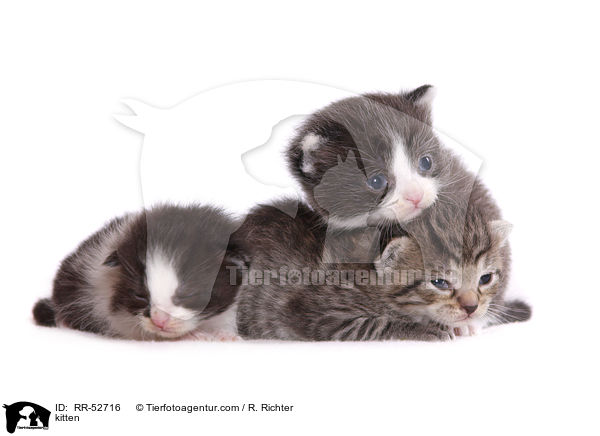 kitten / RR-52716