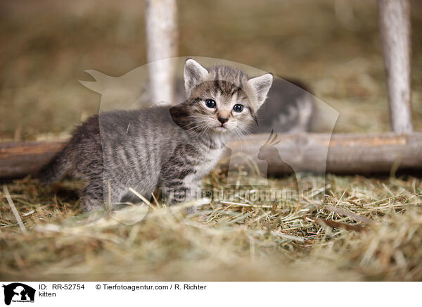 kitten / RR-52754