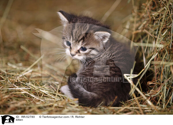 kitten / RR-52780