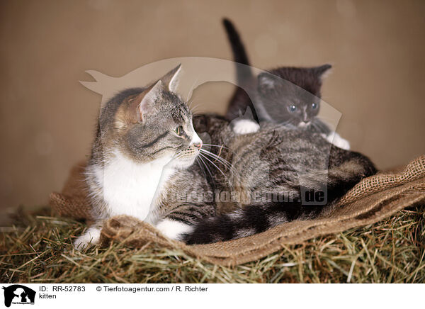 kitten / RR-52783