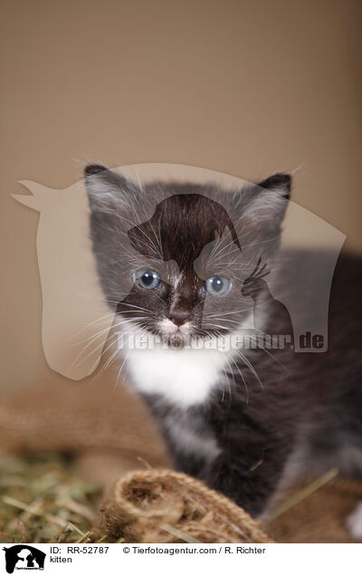 kitten / RR-52787