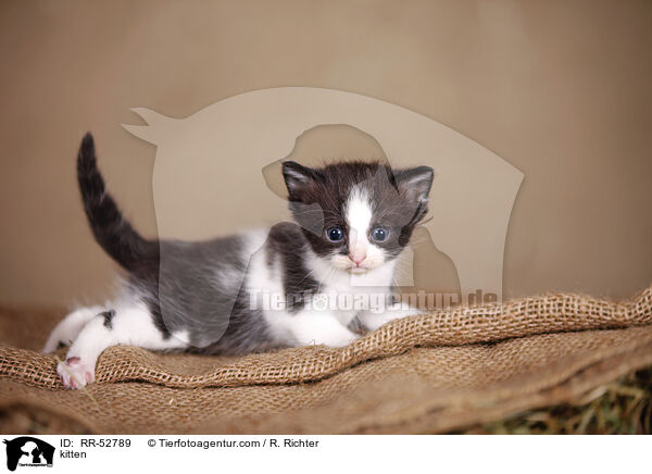 kitten / RR-52789