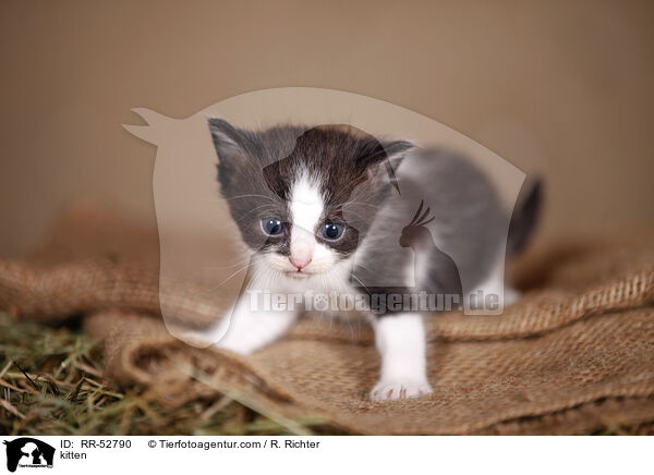 kitten / RR-52790