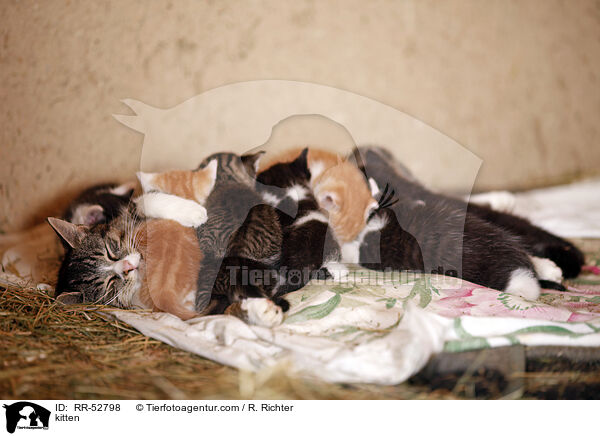 Ktzchen / kitten / RR-52798