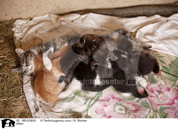 kitten / RR-52800