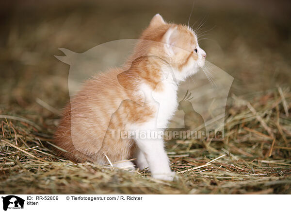 kitten / RR-52809