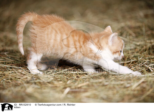 kitten / RR-52810