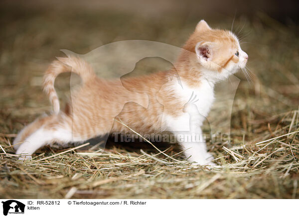 kitten / RR-52812