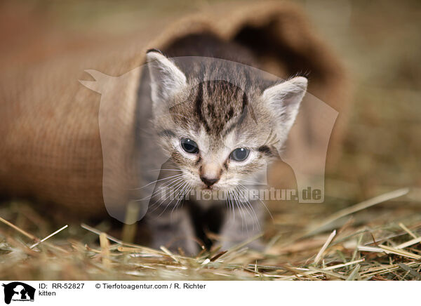 kitten / RR-52827