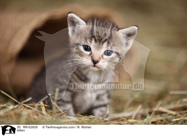 kitten / RR-52828