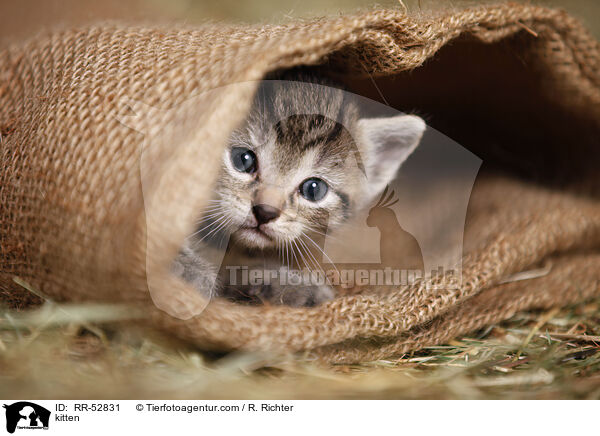 kitten / RR-52831