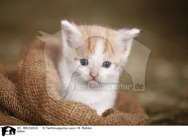 kitten / RR-52839