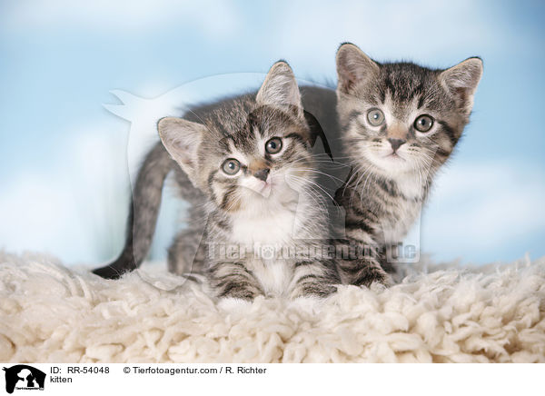 kitten / RR-54048