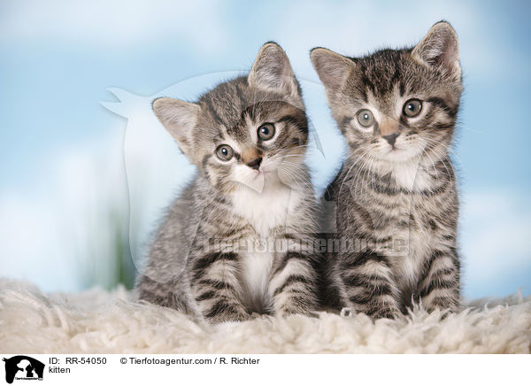 kitten / RR-54050