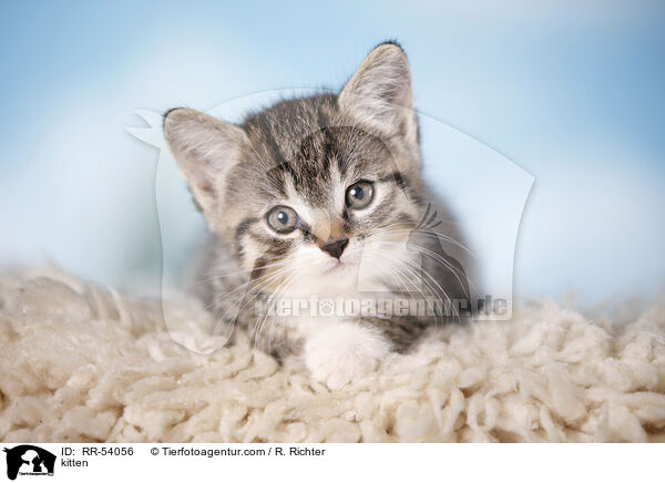 kitten / RR-54056