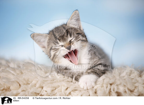 kitten / RR-54058