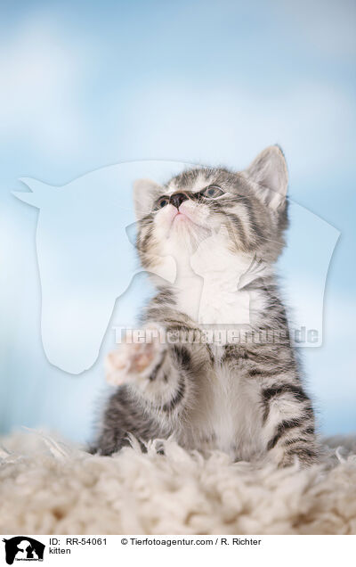 kitten / RR-54061