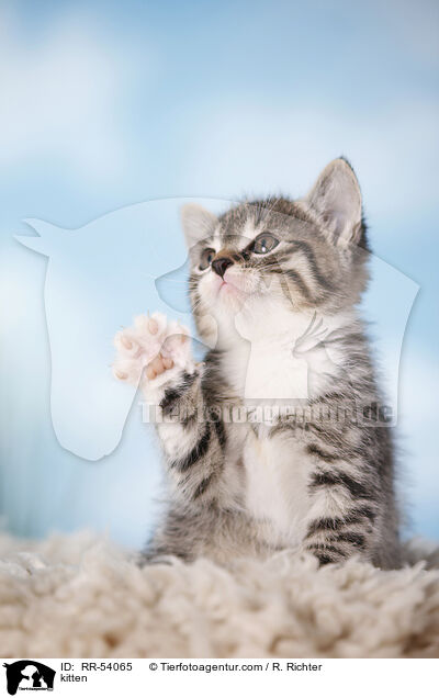 kitten / RR-54065