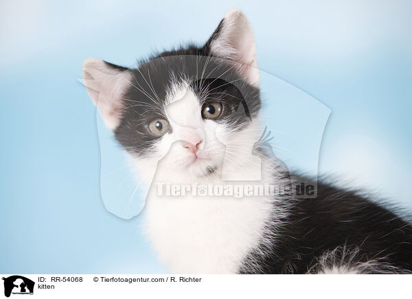kitten / RR-54068