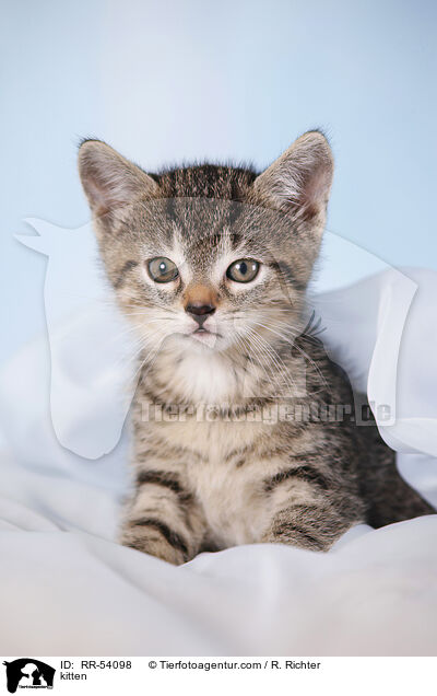 kitten / RR-54098
