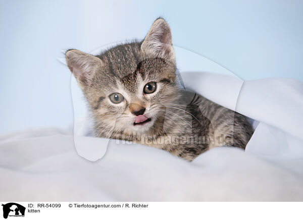 kitten / RR-54099